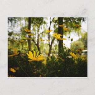 Carte postale Fleur_01