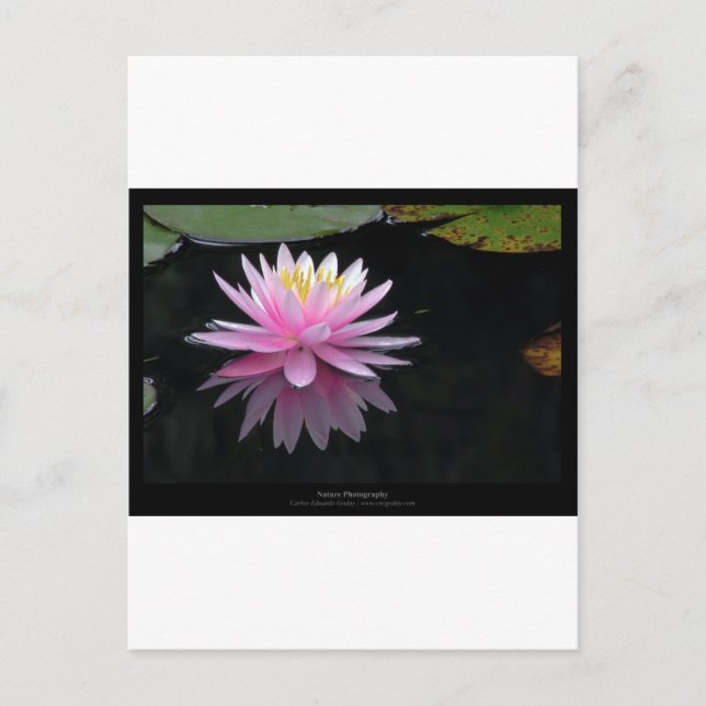 Carte Postale Fleur 017 Lys d'eau rose (Devant)