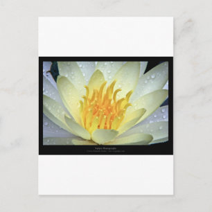 Carte Postale Fleur 061 Lys d'eau blanche