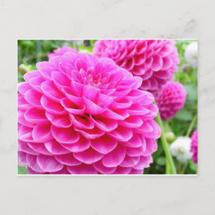 Carte Postale Fleur 51A Dahlia Pink Magenta