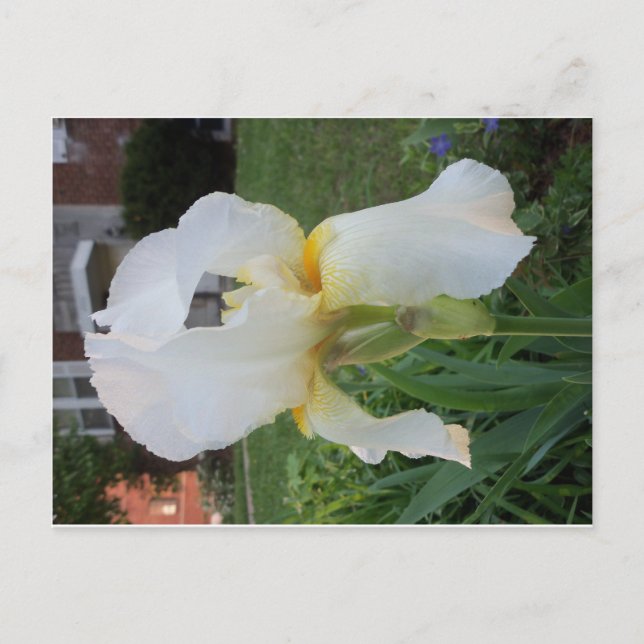 Carte Postale Fleur Alien (Devant)