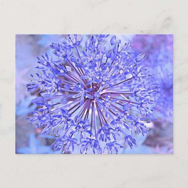 Carte Postale Fleur Allium En Bleu (Devant)