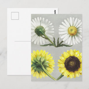 Carte Postale Fleur artistique botanique tournesol Daisy vintage