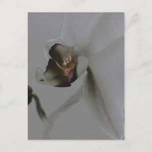 Carte Postale Fleur artistique dans les tons gris
