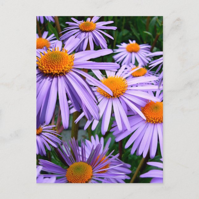 Carte Postale Fleur Aster-Tongolensis (Devant)
