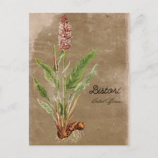 Carte Postale Fleur Bistort de style vintage