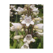 Fleur blanche