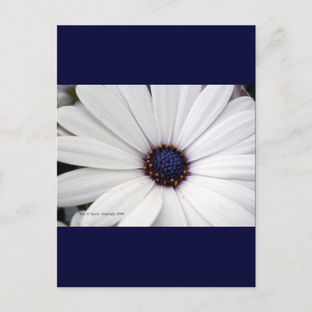 Carte Postale Fleur blanche au centre bleu (Devant)