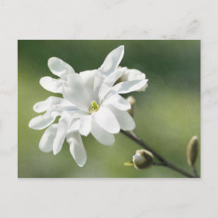 Carte Postale Fleur blanche de Magnolia
