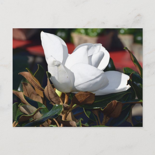 Carte Postale Fleur blanche de Magnolia (Devant)