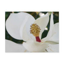 Fleur blanche de magnolia du sud fleurit de près