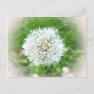 Carte Postale fleur blanche délicate