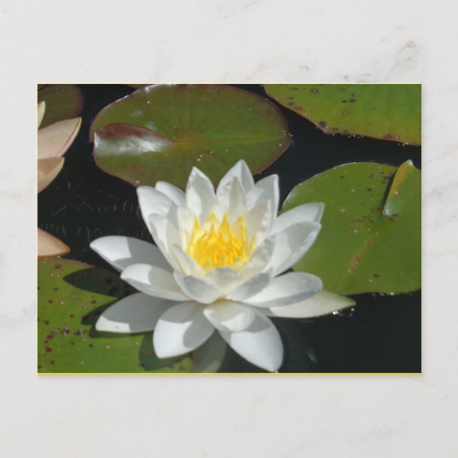 Carte postale Fleur blanche et jaune (Devant)