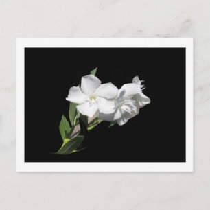 Carte Postale Fleur blanche - Oleander - sur Noir