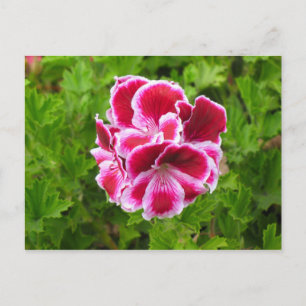 Carte Postale fleur blanche rose