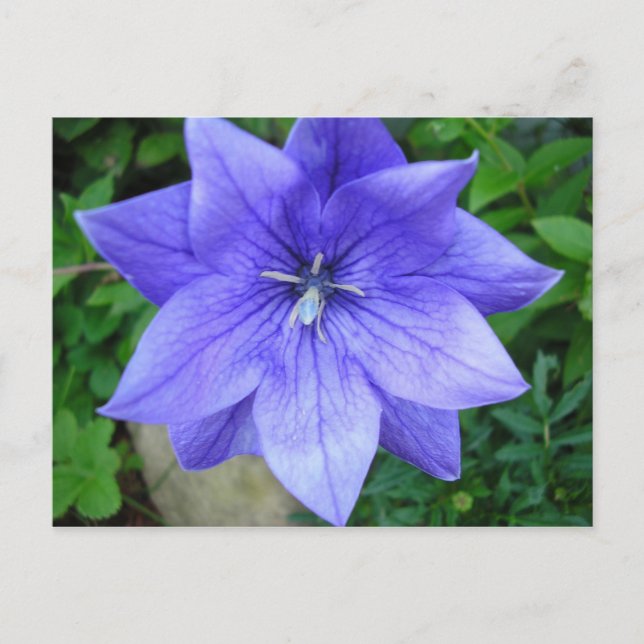 Carte Postale Fleur bleue (Devant)