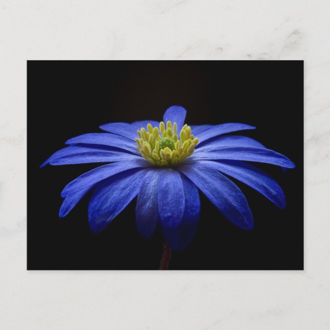 Carte Postale Fleur bleue (Devant)