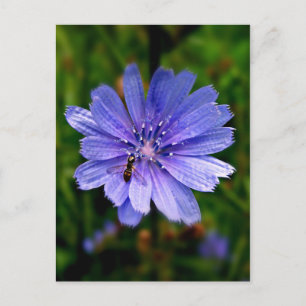 Carte postale Fleur bleue