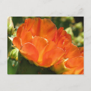 Carte postale Fleur Cactus