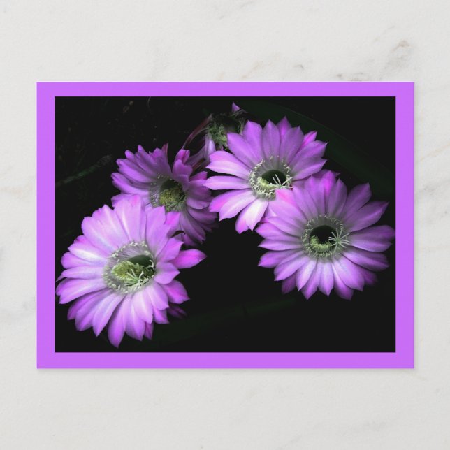 Carte Postale Fleur Cactus (Devant)