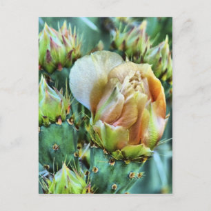 Carte Postale Fleur Cactus