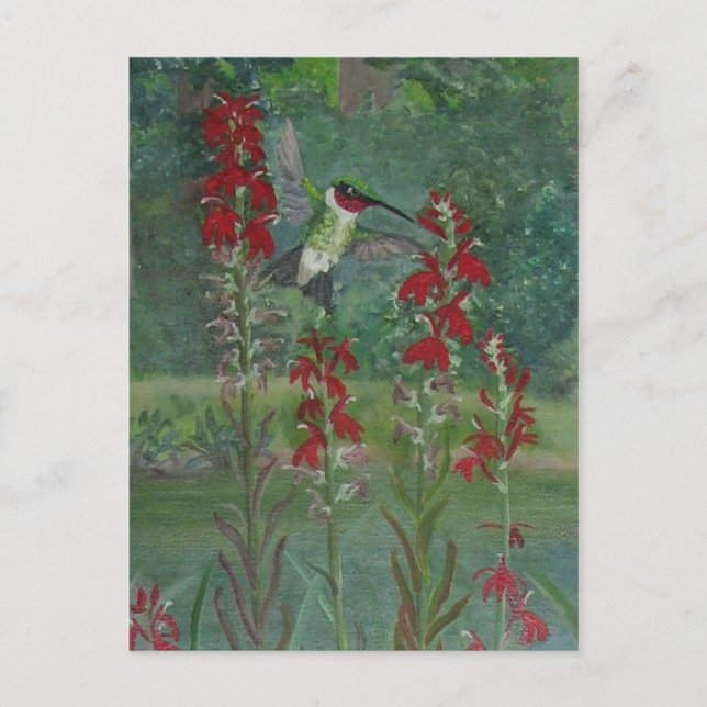 Carte Postale Fleur cardinale et gorge rubis (Devant)