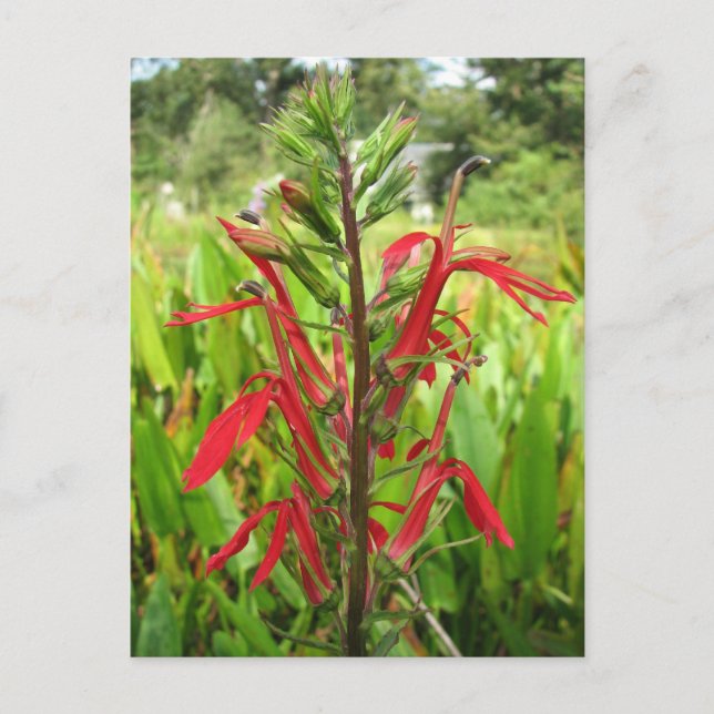 Carte Postale Fleur cardinale, Lobelia cardinalis (Devant)