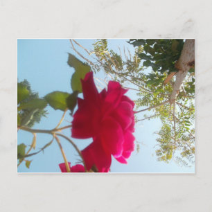 Carte Postale Fleur céleste : Un Rose contre le ciel