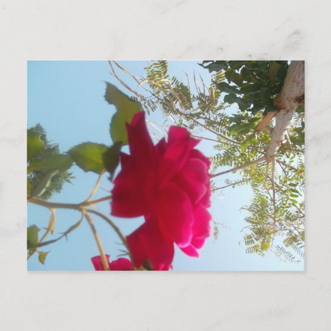 Carte Postale Fleur céleste : Un Rose contre le ciel (Devant)