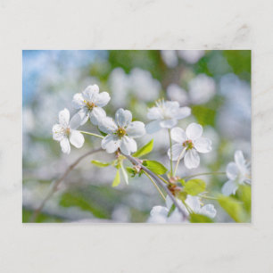 Carte Postale Fleur cerise blanche