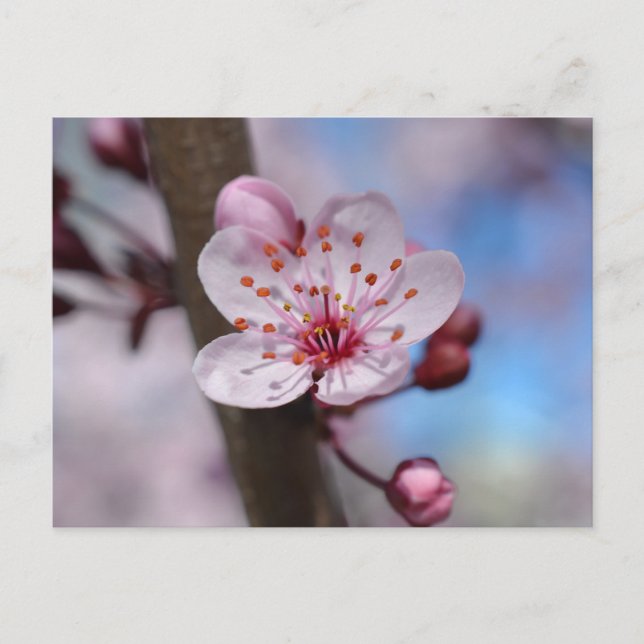 Carte Postale Fleur Cherry Blossom (Devant)