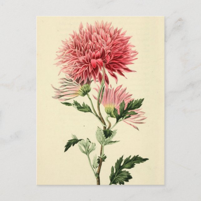 Carte Postale Fleur Chrysanthème rose vintage (Devant)