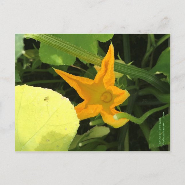 Carte Postale Fleur citrouille en fleur (Devant)