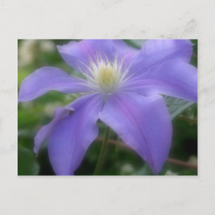 Carte Postale Fleur Clematis violette souple