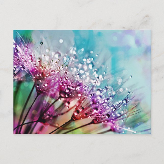 Carte Postale Fleur Closeup Cristal Dew Eau Drop Nature Pluie (Devant)
