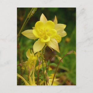 Carte postale Fleur Colonne Jaune