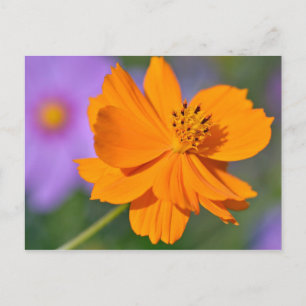 Carte Postale Fleur cosmos orange