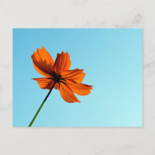 Carte Postale Fleur Cosmos orange