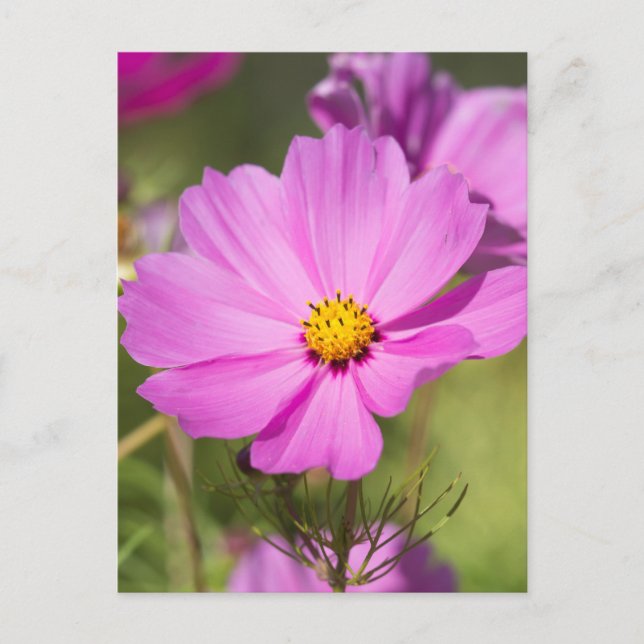 Carte Postale Fleur Cosmos Rose 2 (Devant)