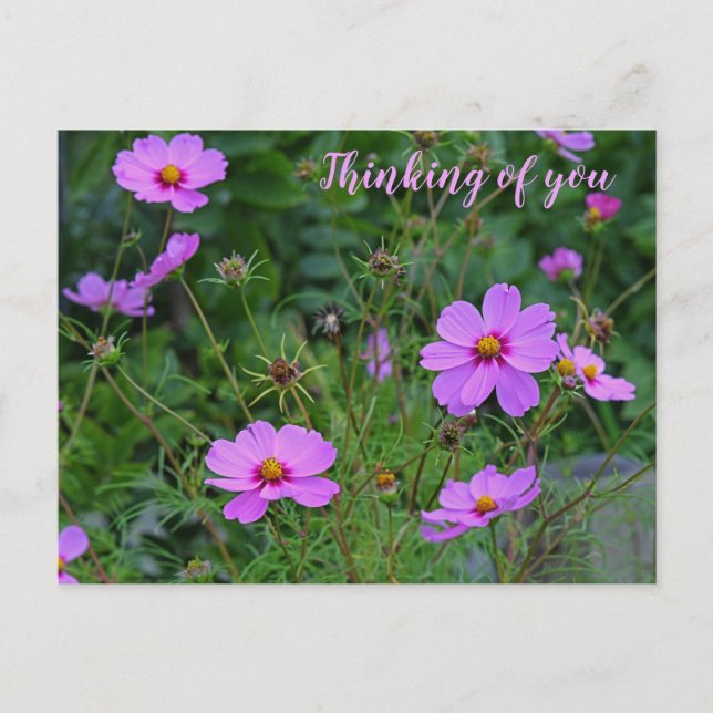 Carte Postale Fleur Cosmos rose pourpre Penser à vous (Devant)
