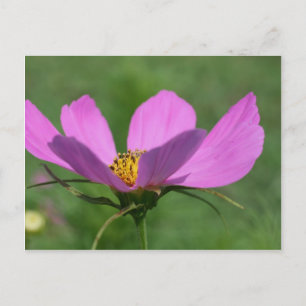 Carte Postale Fleur Cosmos rose unique