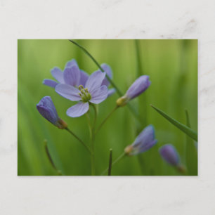 Carte postale Fleur Cukoo