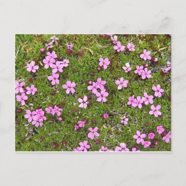 Carte Postale Fleur d'Alaska minuscule violet (Devant)