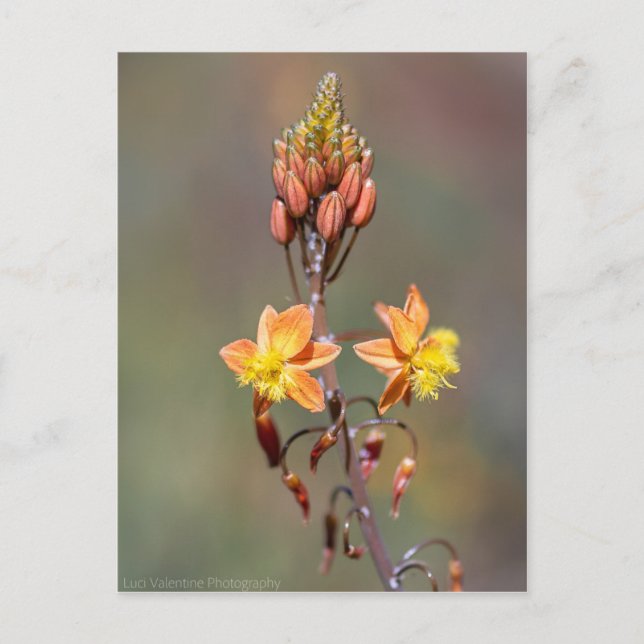 Carte Postale Fleur d'aloès (Devant)