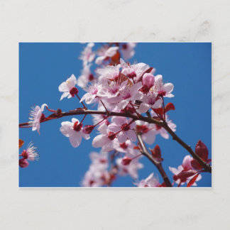 Carte Postale Fleur d'amande