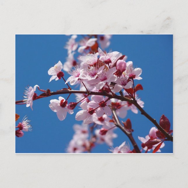 Carte Postale Fleur d'amande (Devant)