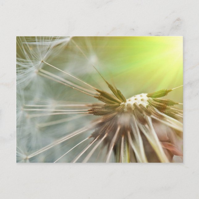 Carte Postale Fleur Dandelion (Devant)