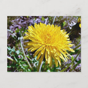 Carte Postale Fleur Dandelion Dans L'Herbe