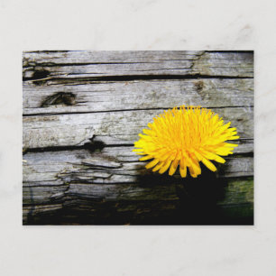 Carte Postale fleur dandelion herbe jaune printemps fleur