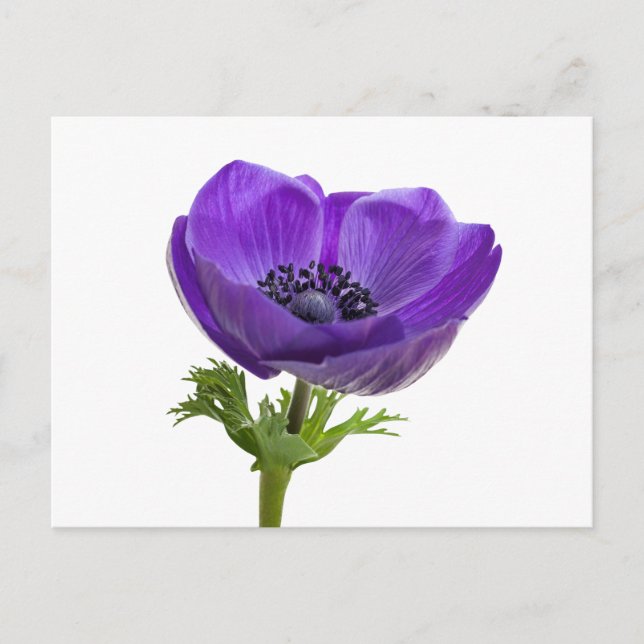 Carte Postale Fleur d'anémone pourpre (Devant)